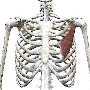 <p>Petit Pectoral </p>