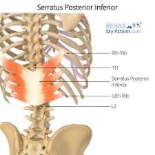 <p>serratus posterior inferior (PF) action/function</p>