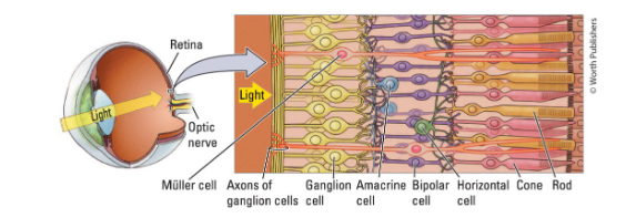 <p>They respond to <span style="color: red"><strong>luminance contrast</strong></span> (not shape). </p><ul><li><p>RGCs respond to the presence or absence of light. </p></li></ul><p></p>