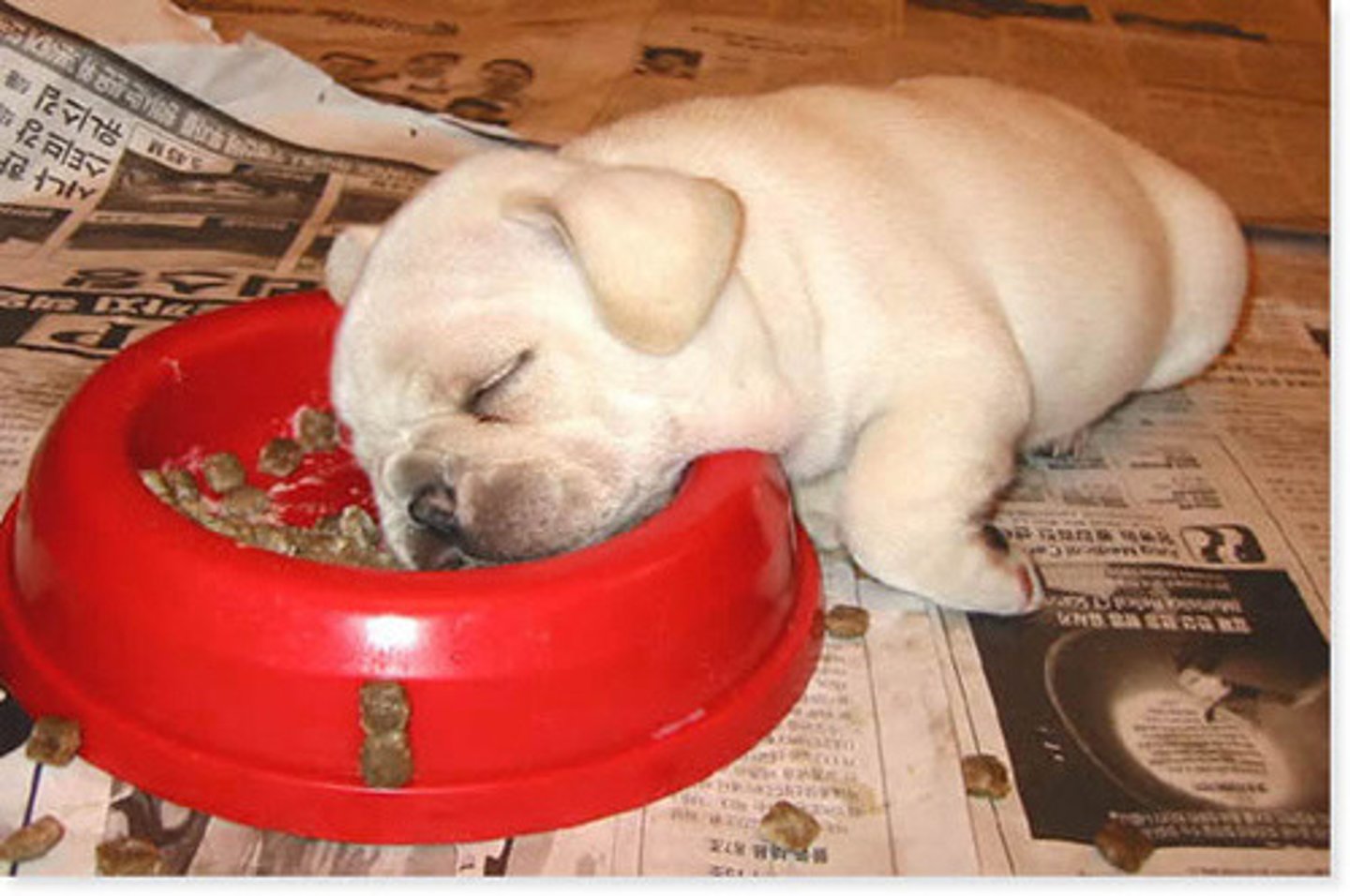 <p>to be exhausted, sleepy</p>
