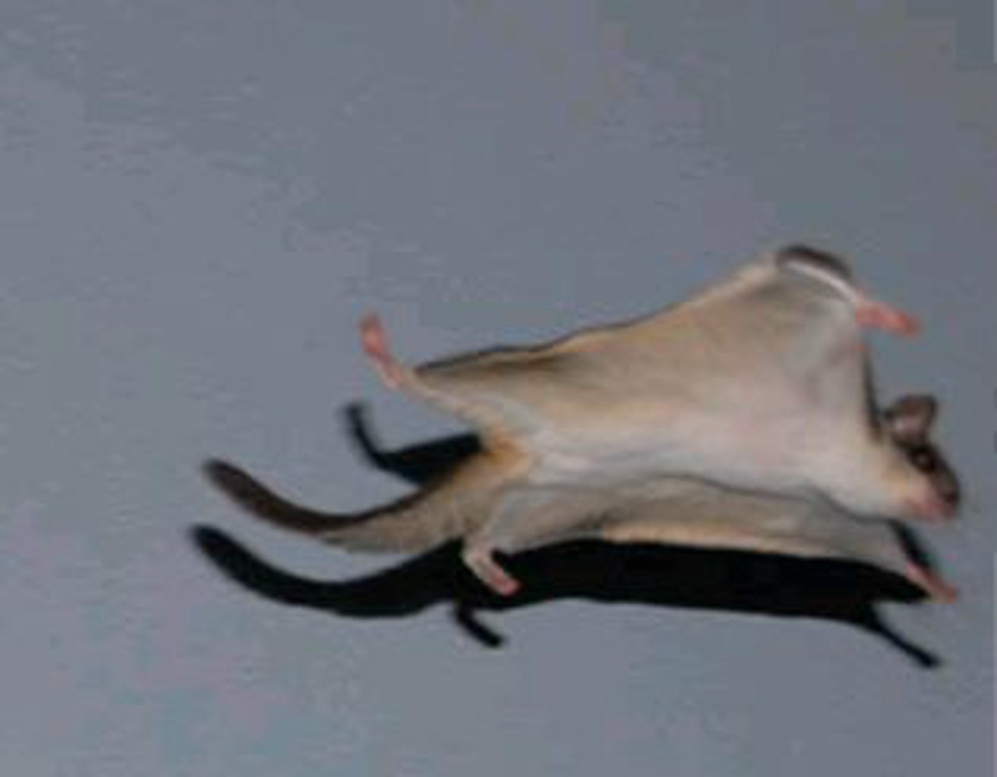 <p>Identify the species shown:</p>
