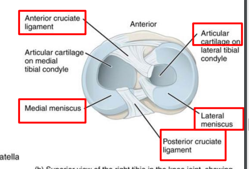 <p>the piece of cartilage between the bones in the knee</p><p>medial and lateral</p>