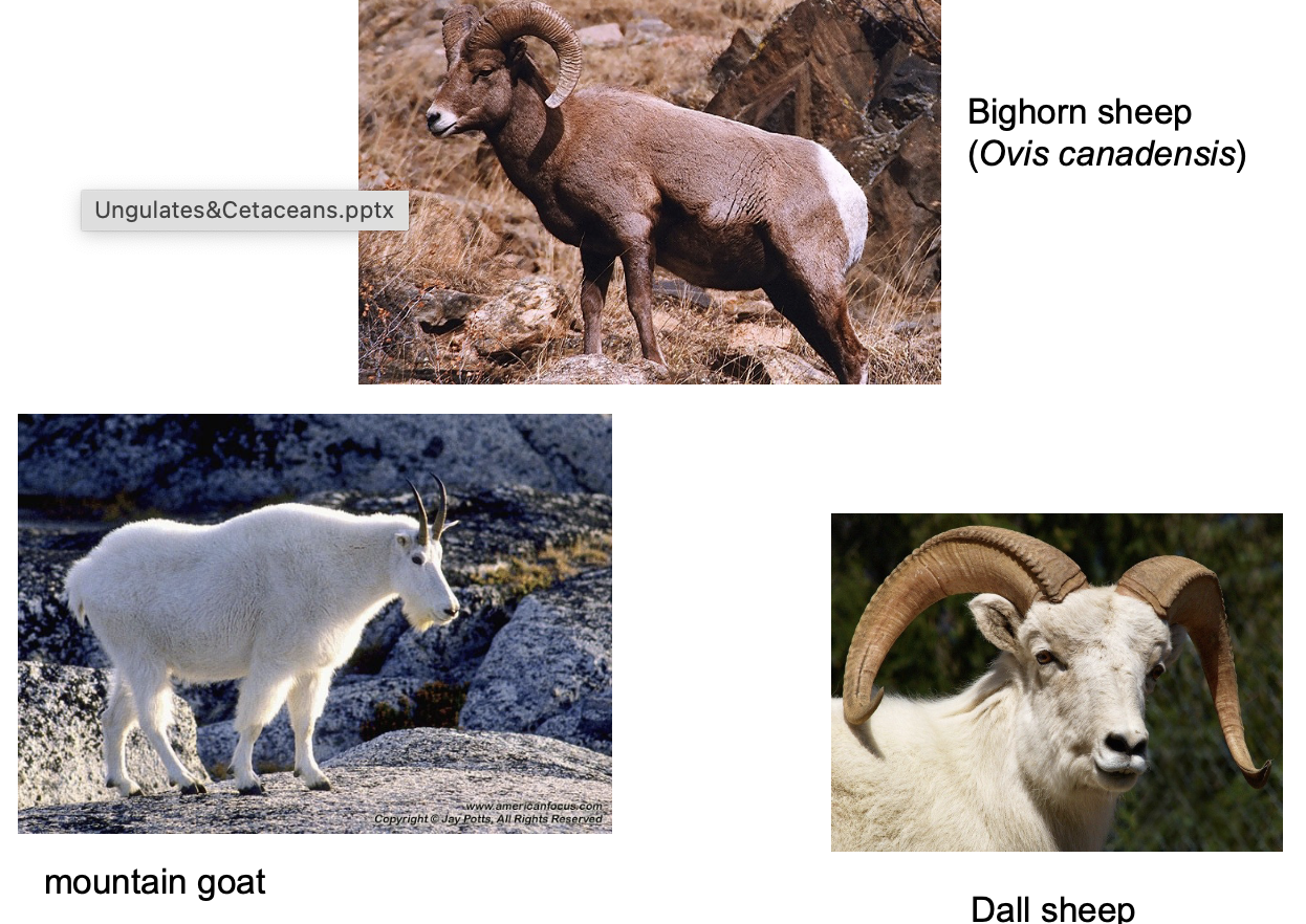 <p>Order? Family? </p>