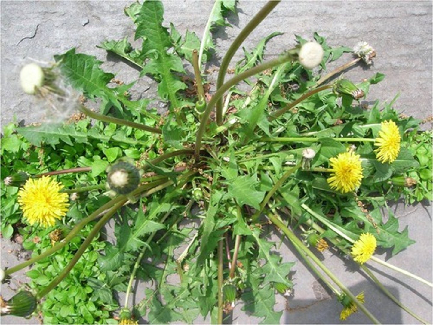 <p>a weed</p>