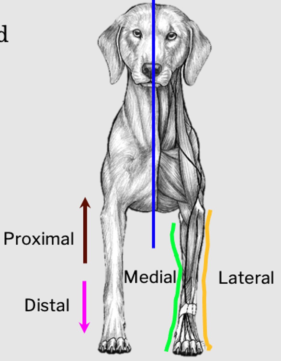 <p>Down the limb, i.e. more distant from body.</p>