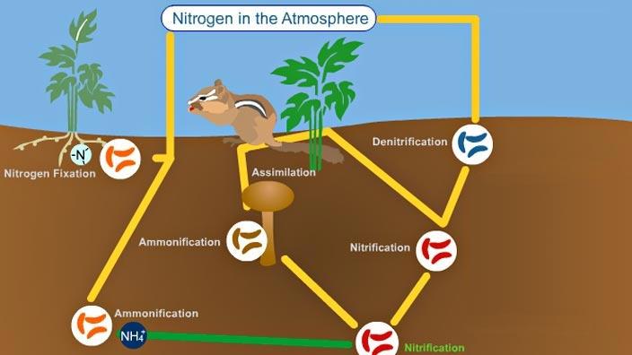 <p>Bacteria makes the change, now it is nitrate which is useable for plants</p><p>NH<sub>4</sub> → NO<sub>3</sub></p>