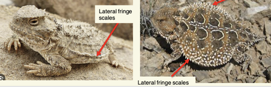 <p>Phrynosoma hernandesi - Greater Short - horned Lizard</p>