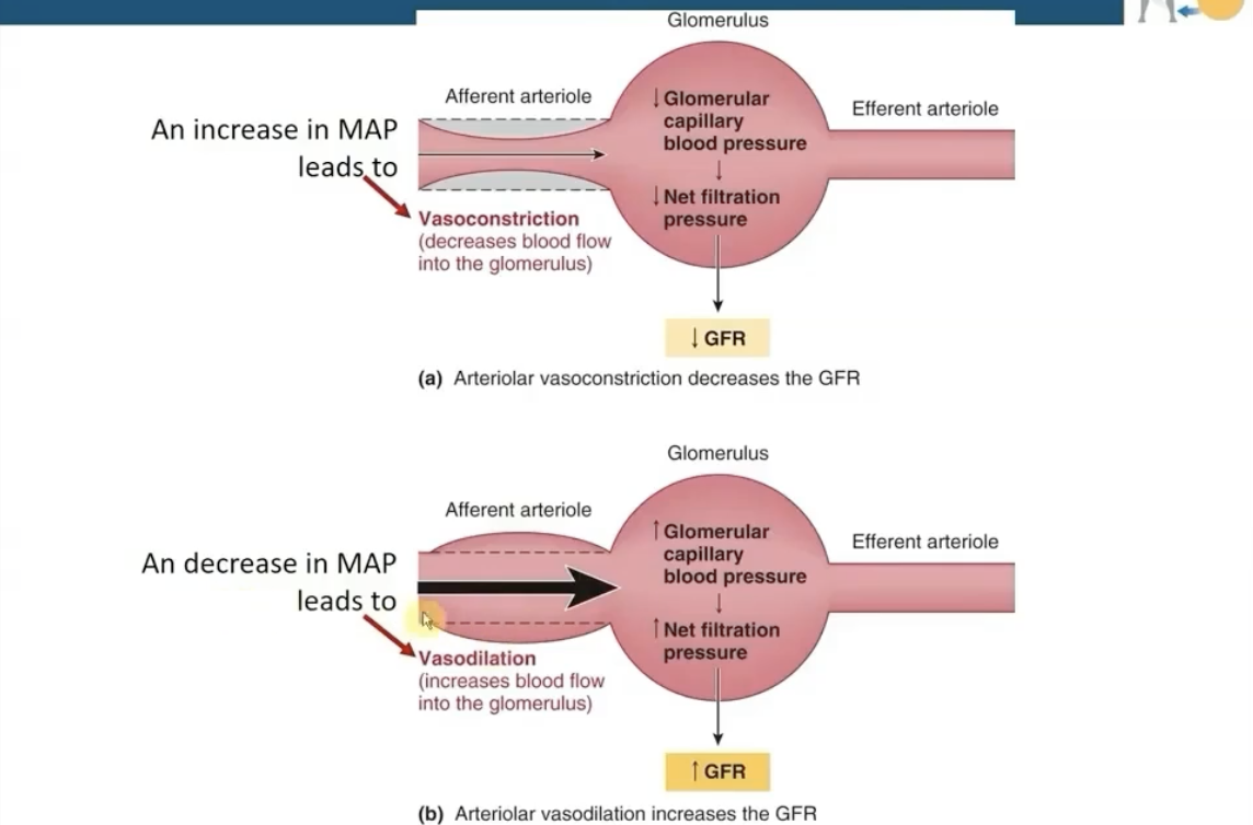 <ul><li><p>Vasoconstriction in afferent arterioles (Decreases blood flow into the glomerulus)</p></li><li><p>Decrease in GFR</p></li></ul><p></p>