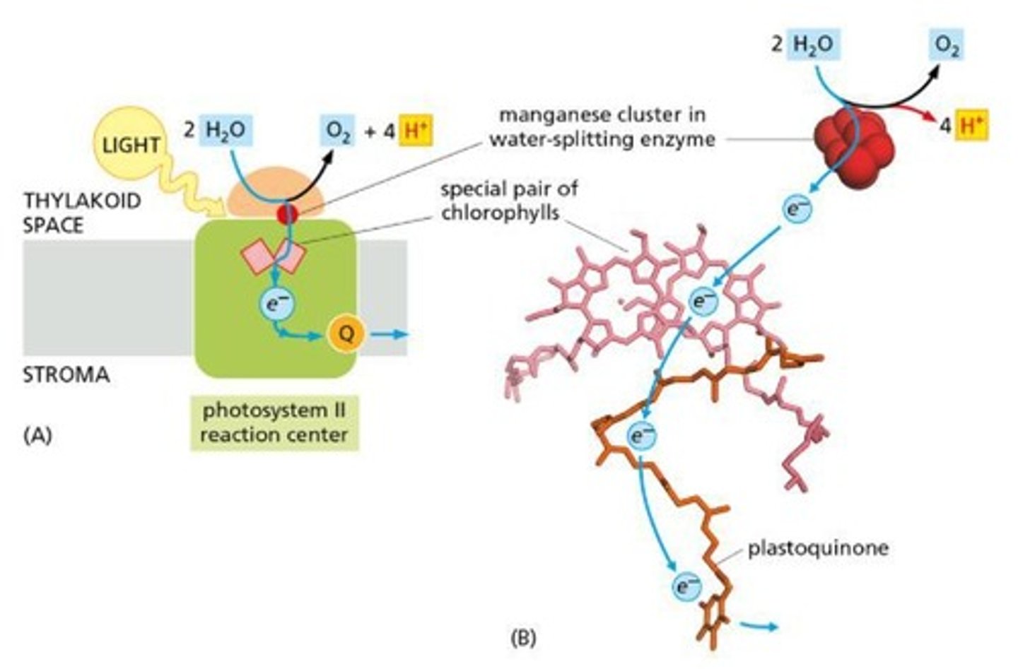 <p>Electrons are replenished by splitting water molecules in Photosystem II</p>