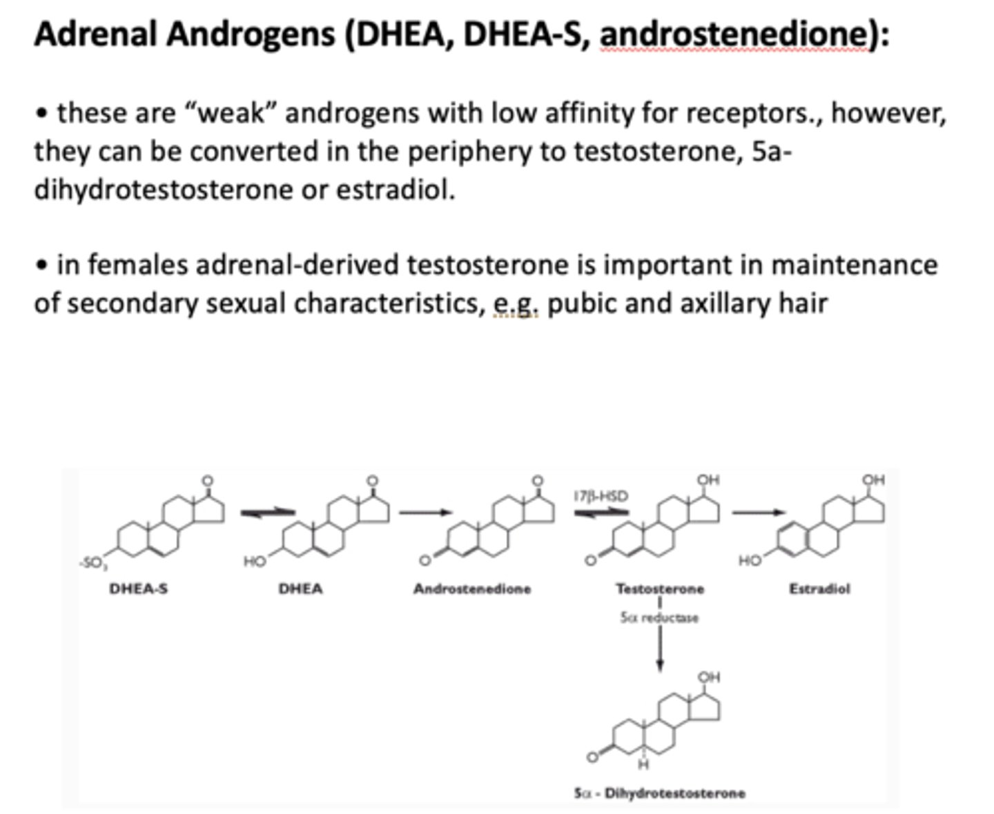<p>weak (but can be converted to testosterone)</p>