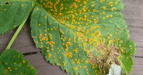 <p>-należy do Basidiomycota<br>-wyłącznie pasożyty roślin (biotrofy obligatoryjne) (wiele ma więcej niż jednego żywiciela)<br>-mają podzielne podstawki (fragmobasidie)<br>-sprzążki nie występują </p>