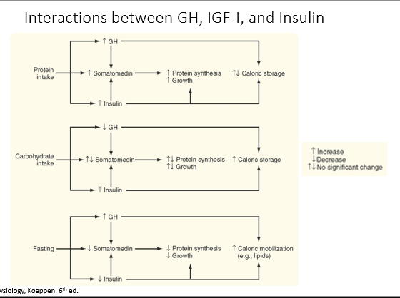<p>Diabetogenic effect- causes <strong>insulin resistance</strong></p><p>	<strong>↓ glucose uptake</strong></p><p>	<strong>↑ blood glucose levels</strong></p><p>	↑ lipolysis</p><p>	<strong>↑ blood insulin levels</strong></p><p><strong>Increased protein synthesis </strong>and organ growth (through the actions of IGF-I)</p><p>	<strong>↑ amino acid uptake</strong></p><p>	↑ DNA, RNA, <strong>protein synthesis</strong></p><p>	<strong>↑ lean body mass and organ size</strong></p><p><strong>Increased linear growth</strong> (through the actions of IGF-I)</p><p>	<strong>Altered cartilage metabolism</strong></p><p></p>