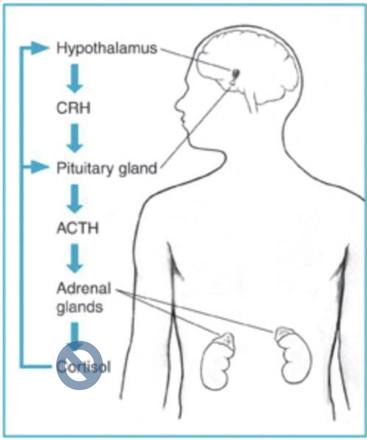 <p>The pituitary gland's melanocyte-stimulating hormone (MSH) is a key endocrine factor in melanin production<span><span>, directly influencing skin and hair pigmentation. Other hormones like </span></span>adrenocorticotropic hormone (ACTH)<span><span> and </span></span>estrogen<span><span> can also affect melanin by influencing MSH levels or the activity of the tyrosinase enzyme, a key component in melanin synthesis. These hormones are linked to various pigmentation changes, from tanning to conditions like </span></span>melasma<span><span> and </span></span>Addison's disease<span><span>.&nbsp;</span></span></p>