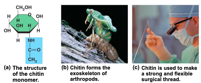 <p>another structural polysaccharide is found in teh exoskeleton of arthropods / also provides structural support for the cell walls of many fungi </p>