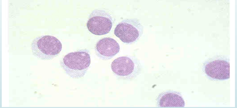 <p>what is this cell</p>