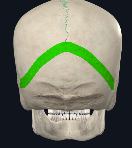 <p>Occipitoparietal</p>