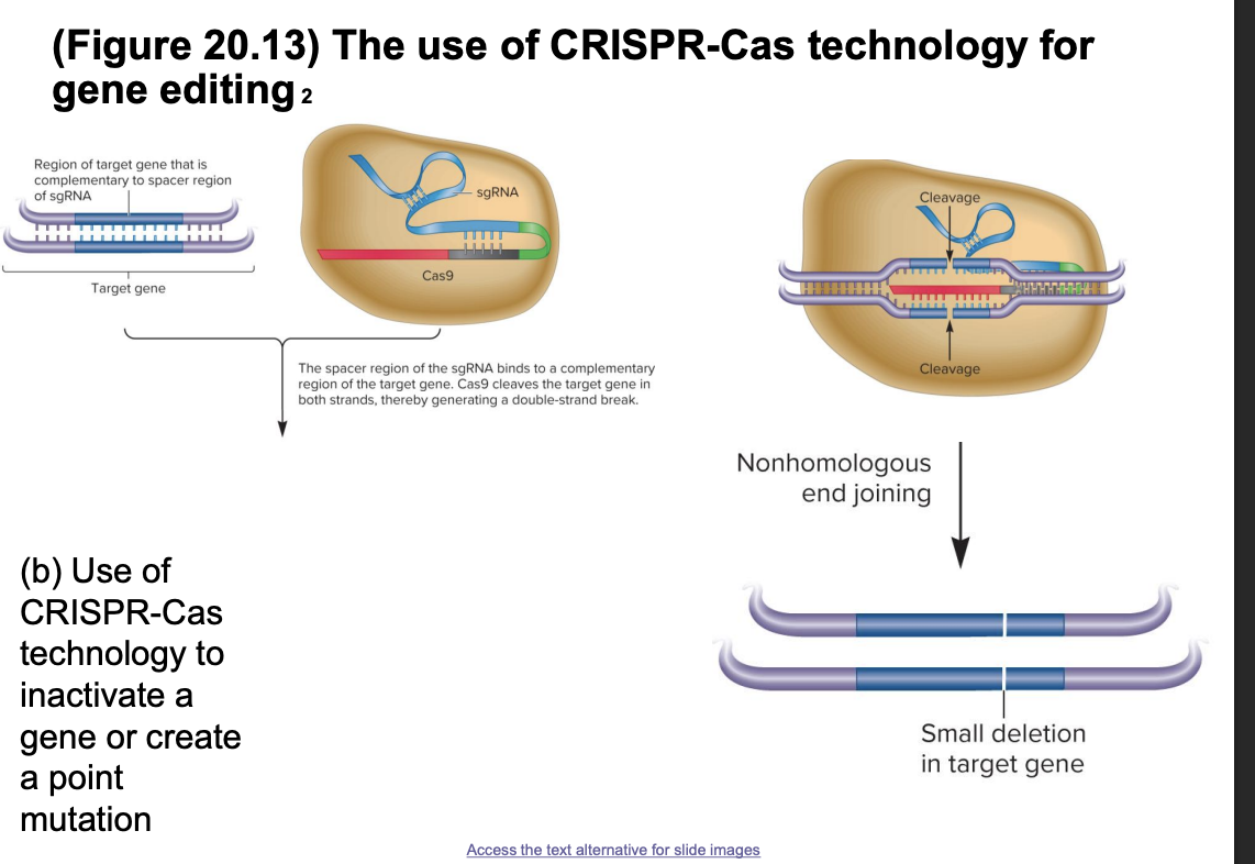 <ul><li><p>Cas9+sgRNA bind target DNA sequence</p><ul><li><p>sgRNA= crRNA +tracrRNA joined by a linker</p><ul><li><p>sgRNA spacer is complementary to target gene</p></li></ul></li></ul></li><li><p>Cas9 cleaves both DNA strands, creating a double stranded break</p><ul><li><p>2 options for repair</p><ul><li><p>nonhomologous end joining</p><ul><li><p>fast, error prone</p></li><li><p>cause small insertions/deletions</p></li><li><p>may <strong>inactivate the gene</strong></p></li></ul></li><li><p>homologous recombination repair HRR</p><ul><li><p>can introduce specific <strong>point mutation</strong></p></li></ul></li></ul></li></ul></li></ul><p></p>