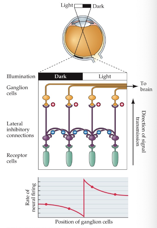 <p>helps us detect contrast variation (Mach Bands) by inhibiting neighbouring photoreceptors and enhancing the photoreceptor that is being hit by light</p><ul><li><p>only interest in relative values that contribute to context</p></li><li><p>enhances contrast discrimination</p></li><li><p>active process</p></li><li><p>receptive fields: inhibits light at peripheral in ON-centre cells to specify where the light is hitting</p></li><li><p>can mutually inhibit each other because of horizontal cells (opponent processes)</p></li></ul><p></p>