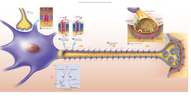 <ul><li><p>Graded potential&nbsp;</p></li><li><p>Action potential&nbsp;</p><ul><li><p>depolarization</p></li><li><p>repolarization</p></li></ul></li><li><p>Action potential propagation</p></li><li><p>Synaptic communication</p></li></ul><p></p>