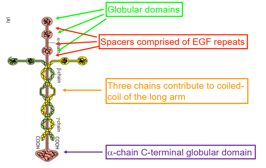 <ul><li><p>3 separate polypeptide chains</p></li><li><p>alpha c terminal makes globular domain </p></li><li><p>coiled coil, different from collagen </p></li><li><p>each chain made of alpha helix </p></li><li><p>alpha helices wrap together to form long arm </p></li></ul><p></p>