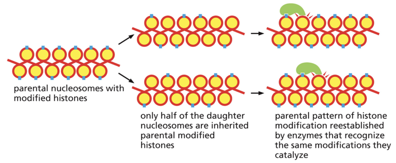 <ul><li><p><span style="background-color: transparent;"><span>During cell replication, some of the histones will go to each of the two daughter strands. Only half of the daughter nucleosomes are inherited parental modified histones</span></span></p></li><li><p><span style="background-color: transparent;"><span>There are proteins that can bind to modified histones, read the modifications that were there, and place the modifications on nearby histones</span></span></p></li></ul><p></p>