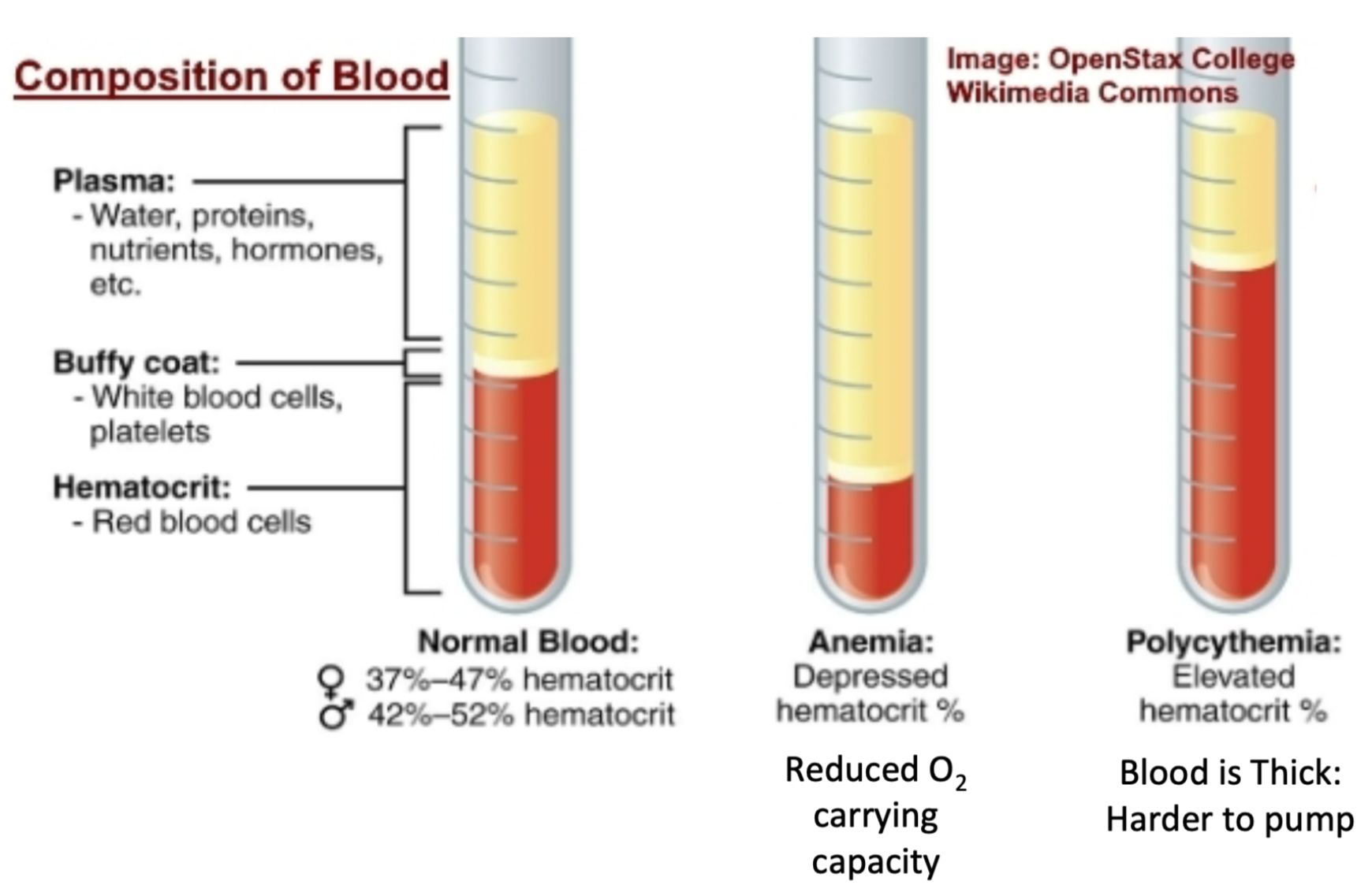 <ol><li><p>Percentage/volume of total blood that is RBCs</p></li><li><p>Measures oxygen carrying capacity of blood</p></li><li><p>Can tell if someone’s blood is</p><ol><li><p>Normal</p></li><li><p>Anemic</p></li><li><p>Polycythemic</p></li></ol></li></ol>