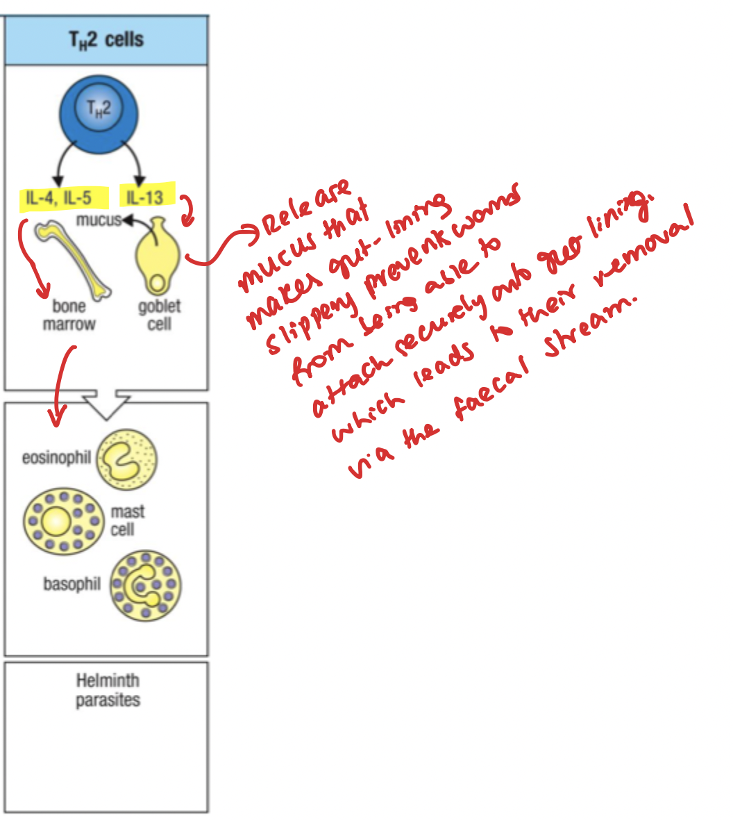 knowt flashcard image