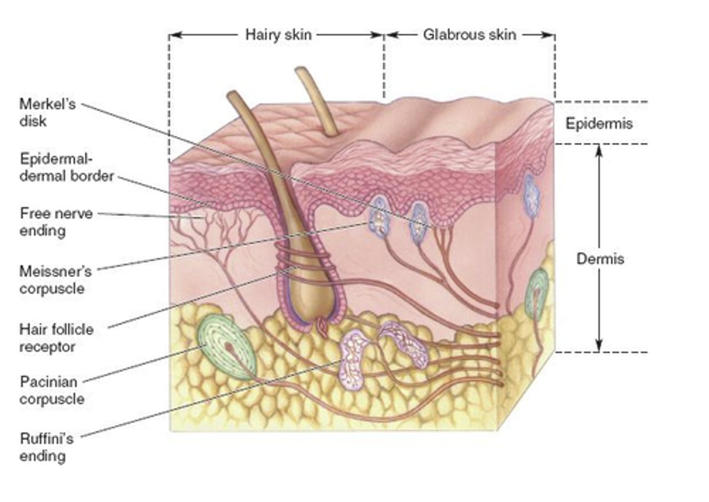 <p>hairless skin</p><p>- thick epidermis with additional layer (stratum lucidum) which helps regeneration</p><p>- palms, soles of feet, lips, genitals</p>