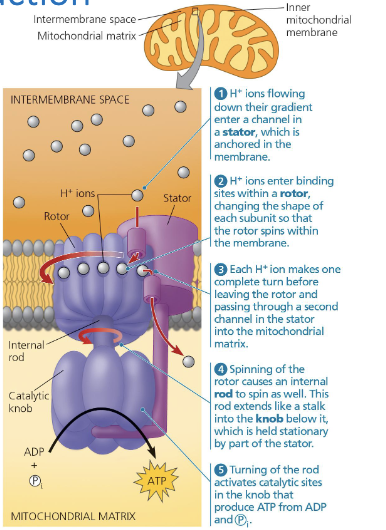 <ol><li><p>H+ ions flow down their concentration gradient to enter a channel called that<strong> stator</strong></p></li><li><p>H+ ions ions bind with their sites ini the<strong> rotor</strong>, changing the shape of the protein subunit so that it spins (like a centrifuge)</p></li><li><p>Each H+ ion makes 1 complete turn before leaving the rotor and passing into a second channel in the stator and into the mitochondrial matrix</p></li><li><p>The spinning rotor causes a<strong> rod</strong>&nbsp;to spin ass well, which extends int oa<strong> knob</strong>&nbsp;(held stationary by the stator)</p></li><li><p>Turning of the rod activates catalytic sites that produce ATP from ADP in the knob</p></li></ol><p></p>