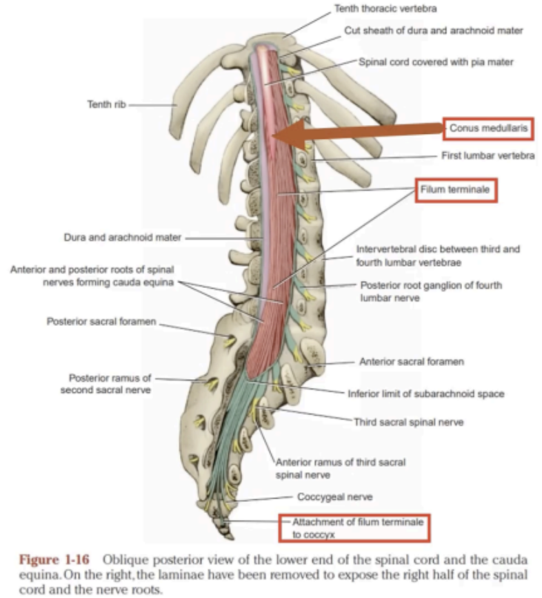 <p>Phylum terminal</p>