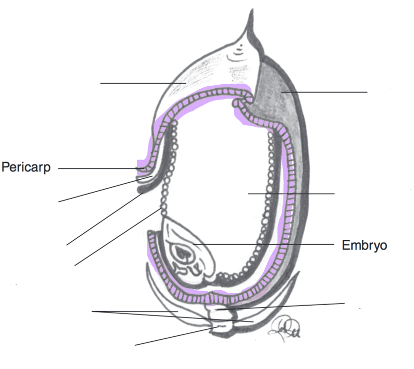 <ul><li><p><strong>Germ/Embryo:</strong> genetic makeup of the grain; protein found there</p></li><li><p><strong>Starch:</strong> makes up the majority of the kernel &amp; is a carbohydrate</p></li><li><p><strong>Pericarp: </strong>the protective covering of the grain. Needs to be cracked/crushed/rolled/steam-flaked to allow digestion</p></li></ul><p></p>