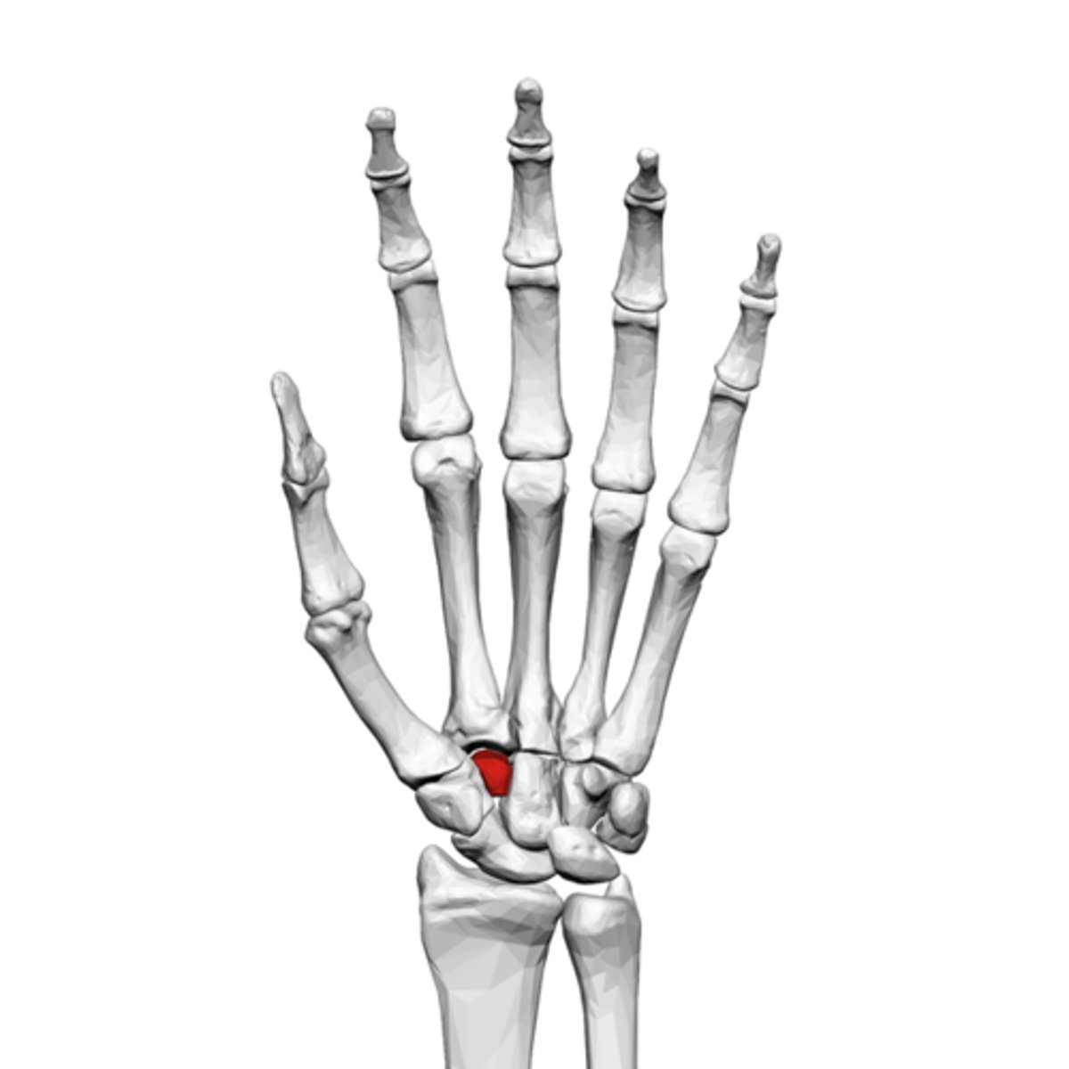 <p>What is the term of the bones highlighted in red?</p>