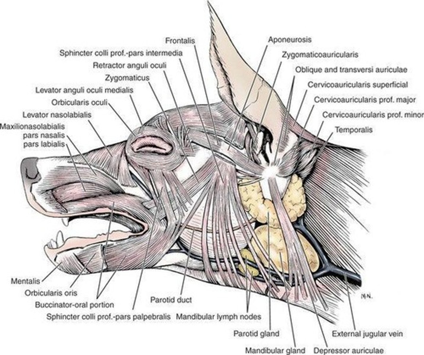 <p>Term framed for the application of anatomical knowledge for investigative purposes in the field of forensic science or medicine.</p>