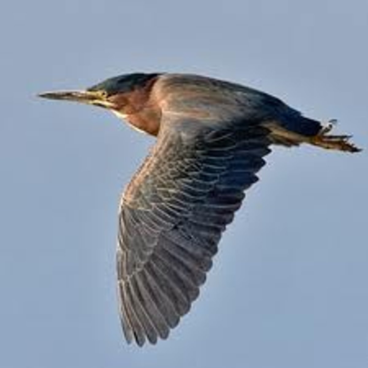 knowt flashcard image