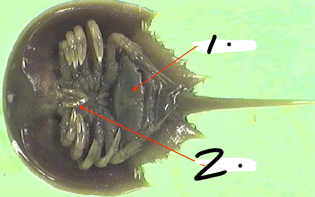 <p>Label these parts of this <em>Arthropoda.</em></p>