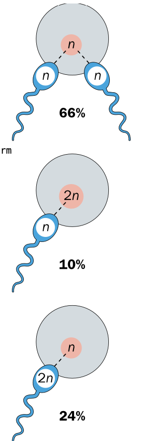 <p><strong><u>Triploidy</u></strong> - 3 full sets of chromosomes  -fertilisation error</p><p>triploid embryo </p><p>1-3% of human pregnancies </p><p>-triploid embryo </p><p>-Rarely survive to term - not compatible with life  (embryos)</p><p></p><p>error in fertilisation </p><p>Dispermy - single egg fertilised by 2 sperm - accounts for<strong> 66%</strong> of triploidy </p><p>Diploid ovum - <strong>diploid egg </strong>fertilised by normal sperm 10%</p><p>Diploid sperm <strong>24% </strong>- <strong>Diploid sperm</strong> fertilises normal egg</p><p>-Diploid = incorrect meiosis occured </p><p></p><p><strong><u>Tetraploidy - 4 full sets of chromosomes  - ENDOMITOSIS cell division error</u></strong></p><p><strong>Normal fertilisation + fusion of gametes</strong></p><p><strong>AFTER FERTILISATION -incorrect cell division </strong></p><p>NORMAL ZYGOTE </p><p><strong>-Endomitosis</strong> - <strong>DNA REPLICATES </strong>without subsequent cell division </p><p>dna replicates BUT <strong>CELLS FAIL TO DIVIDE </strong></p><p>Leads to ONE LARGE CELL WITH TWICE THE Normal amount of DNA </p><p></p><p>Lethal - result in miscarriage </p><p>Rare mosaic form - some tetraploid some normal diploid cells </p><p>-Survival still rare </p>