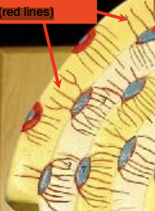 what are the red lines 