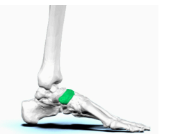 <p><span>quel est cette partie? tarse</span></p>