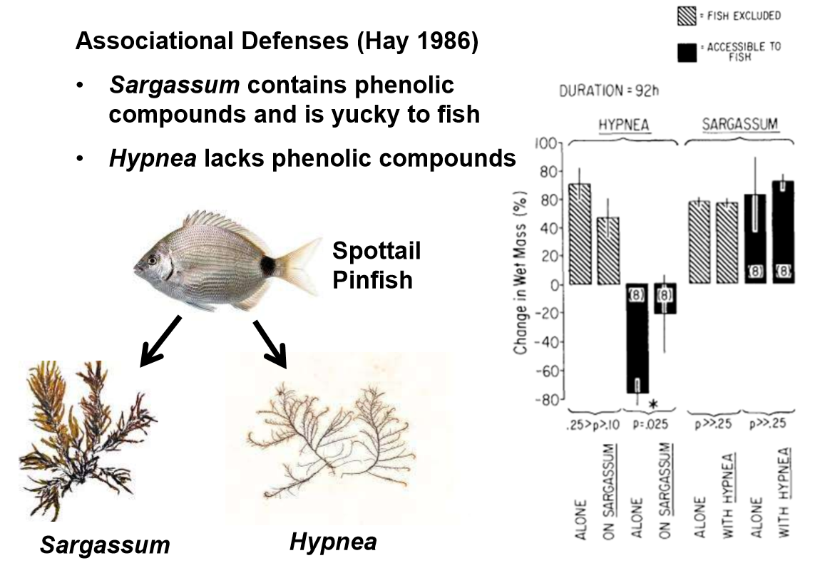 <p>When the seaweeds are accessible to fish, Hypnea do better when Sargassum is present. Sargassum has phenolic compounds that make it unpalatable to fish. When Hypnea (palatable) grows together with Sargassum, it gains an associational defense. This is an example of facilitation. </p>