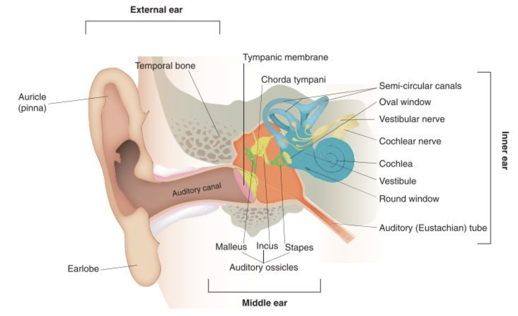 <ul><li><p>Outer: the outer bit (aka auricle) and the auditory canal</p></li><li><p>Middle: the tympanic membrane and tympanic cavity (containing the 3 small bones: malleus, incus and stapes which connect eardrum to inner ear)</p></li><li><p>Inner: inside temporal bone (locked in position and protected) full of fluids.</p></li></ul><ol><li><p>cochlea (hearing)</p></li><li><p>vestibule and semi-circular canals (balance)</p></li></ol><p></p>