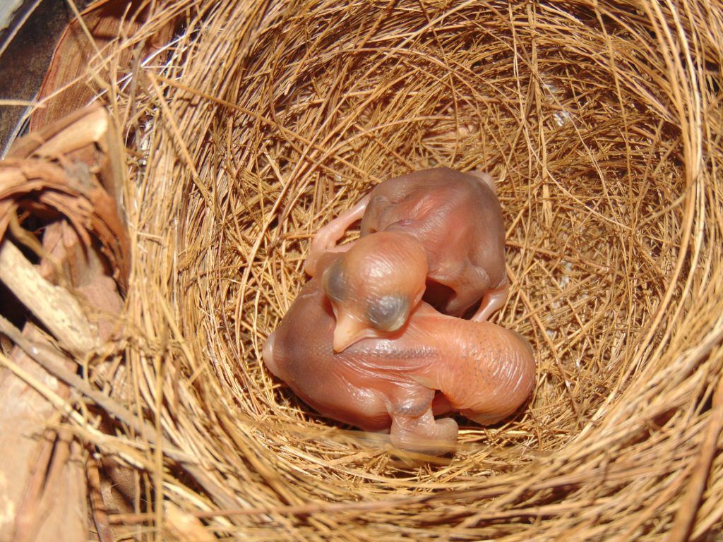 <p>Hatchling</p>