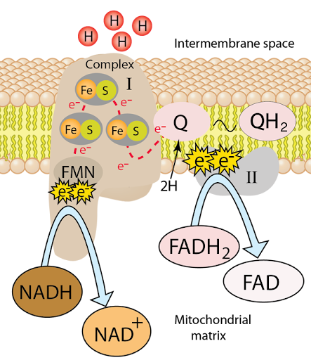 <ul><li><p>carriers electrons from Complex 1 & 2 into complex 3</p></li></ul><p></p>