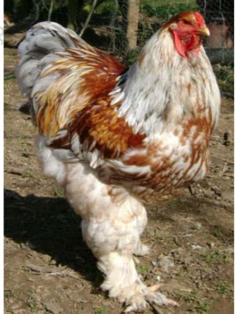 <p>Brahma</p>