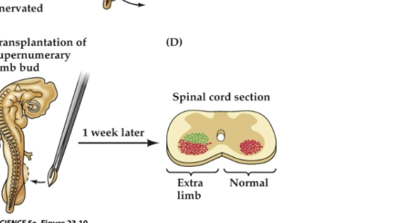 <p>Figure 23.12- Target-derived trophic support regulates survival of related neurons</p><p>Figure D</p>