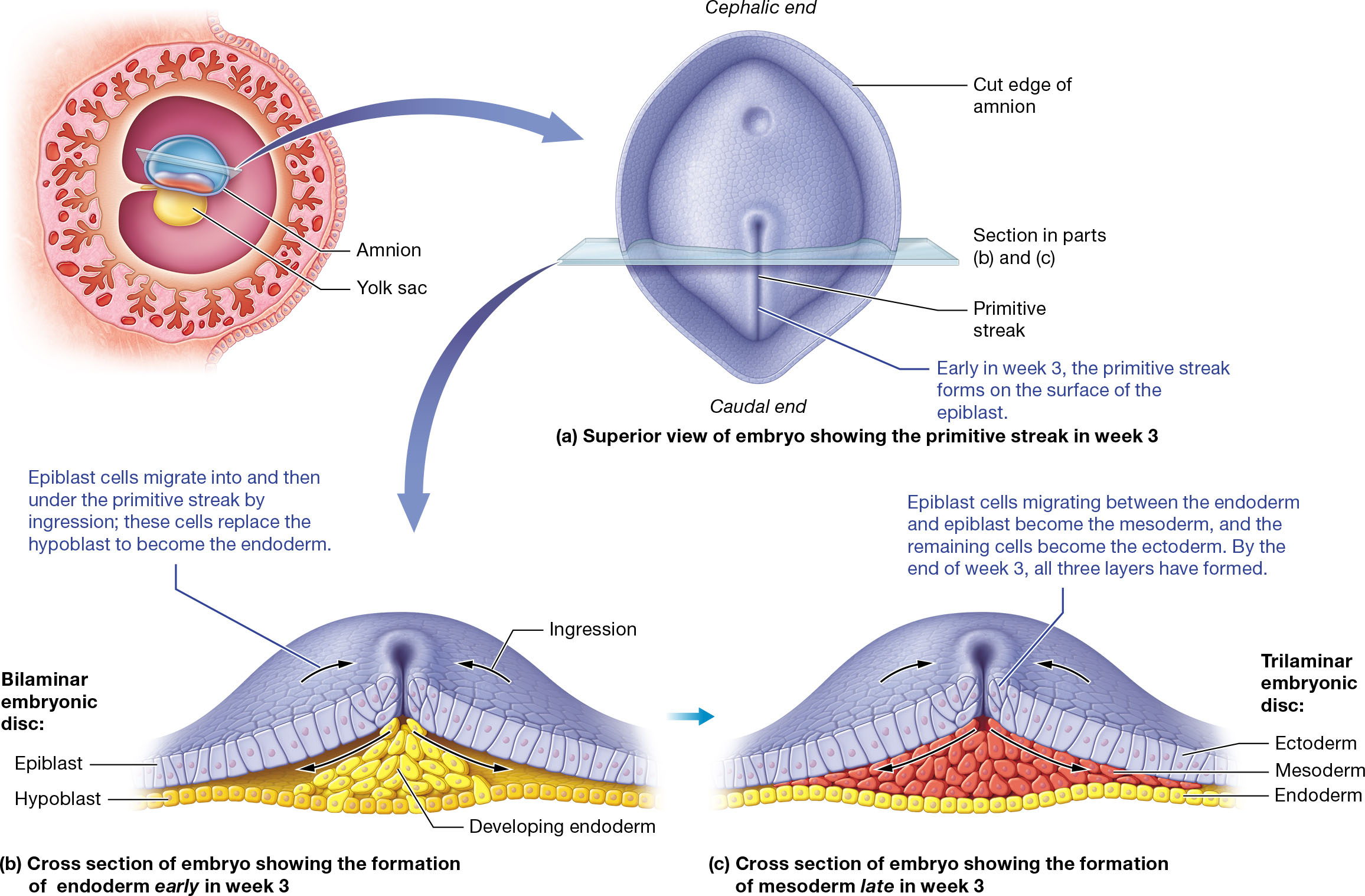 <p><strong>Gastrulation</strong> is a crucial process in embryonic development that occurs during the third week. It involves the transformation of the bilaminar embryonic disc into a trilaminar disc, forming three primary germ layers: ectoderm, mesoderm, and endoderm. This process begins with the formation of the primitive streak on the epiblast's surface, where cells migrate inward through a process called ingression.</p><p><strong>Three Primary Germ Layers:</strong></p><ol><li><p><strong>Ectoderm</strong>: Forms the outermost layer, giving rise to the epidermis, nervous system, and sense organs.</p></li><li><p><strong>Mesoderm</strong>: Develops into skeletal structures, muscles, and most organs, excluding epithelial linings.</p></li><li><p><strong>Endoderm</strong>: Becomes the linings and glands of the digestive and respiratory tracts, along with several endocrine glands.</p></li></ol><p>By the end of week 3, these layers are established, setting the foundation for organogenesis.</p>