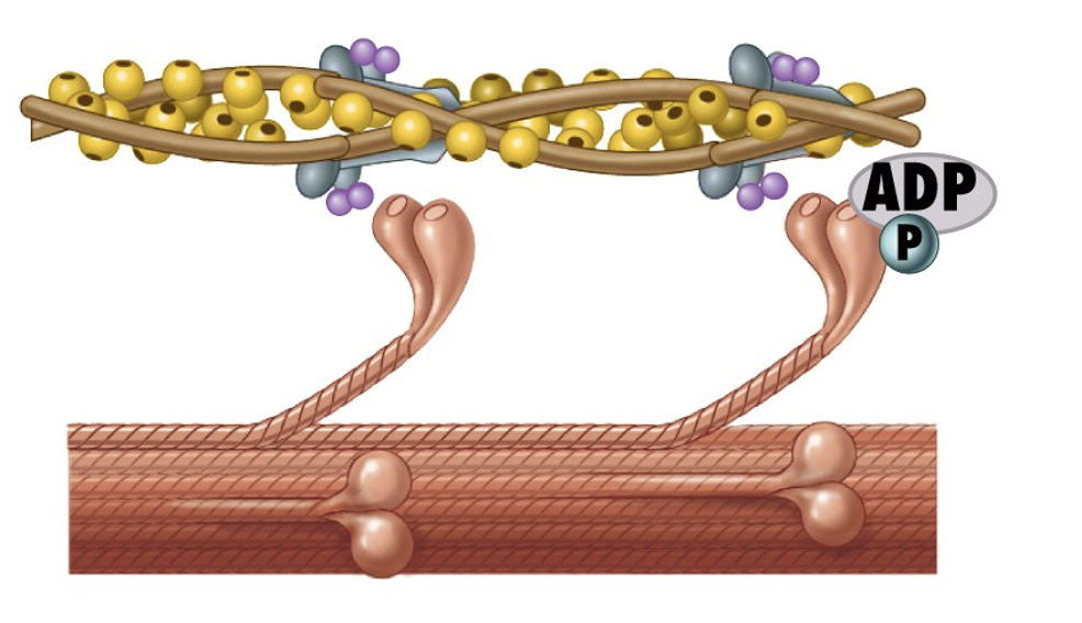 <p>Myosin heads hydrolyze ATP into ADP and P </p><ul><li><p>heads pivot to enter high energy state</p></li></ul>