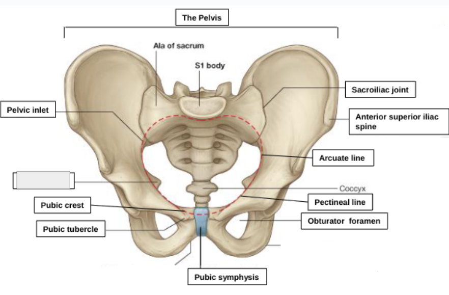 <p>what structure is that?</p>