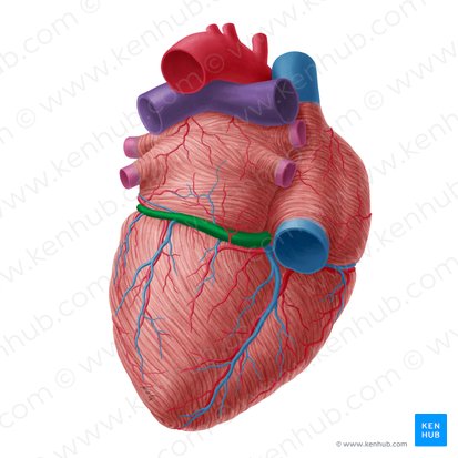 <ul><li><p>a sac-like structure located in the posterior coronary sulcus which empties directly into the right atrium</p></li></ul><p></p>