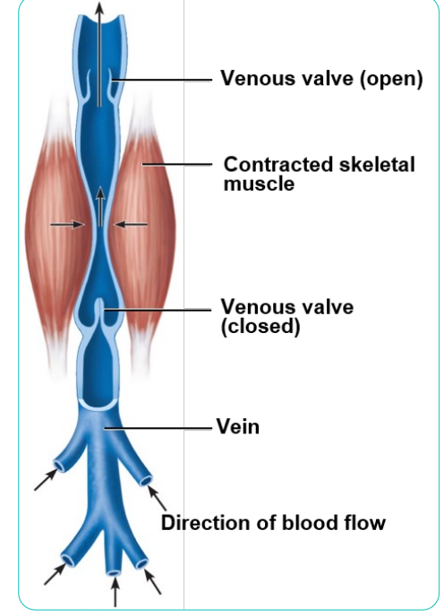 <p>1. Muscular pump: contraction of skeletal muscles "milks" blood toward heart 2. Respiratory pump: pressure changes during breathing move blood toward heart by squeezing abdominal veins as thoracic veins expand</p><p> 3. Valves</p>