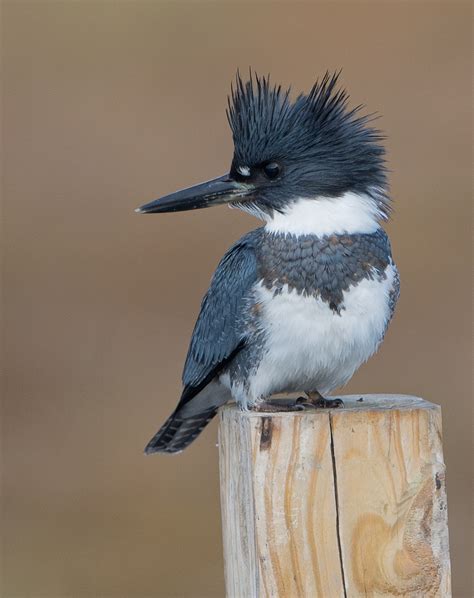 **Blue/white plumage, mohawk crest**, females banded belly. 